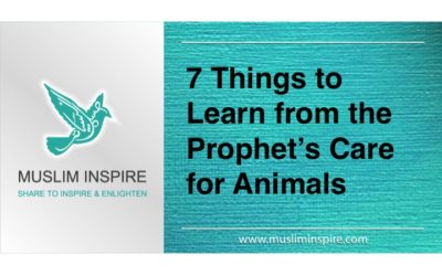 7 Things to Learn from the Prophet’s Care for Animals