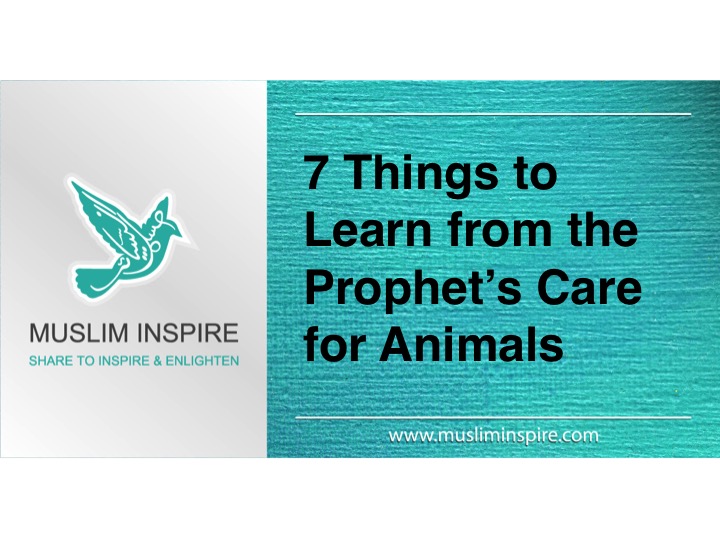 7 Things to Learn from the Prophet’s Care for Animals
